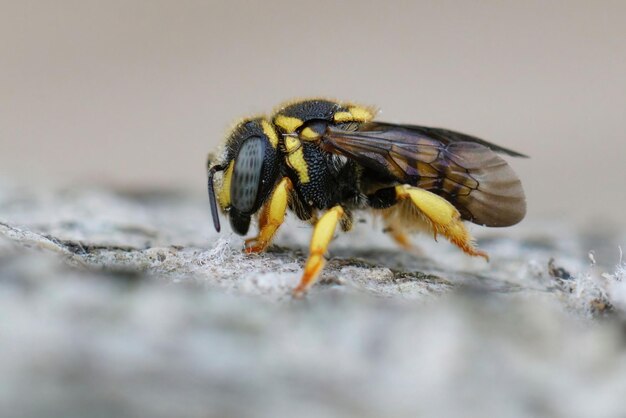 Closeup on a cute colorful small female European rotund resin bee, Anthidiellum strigatum