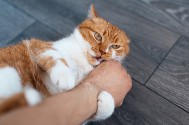 Closeup of cute fluffy red and white cat, playing with human hand on the laminate floor.