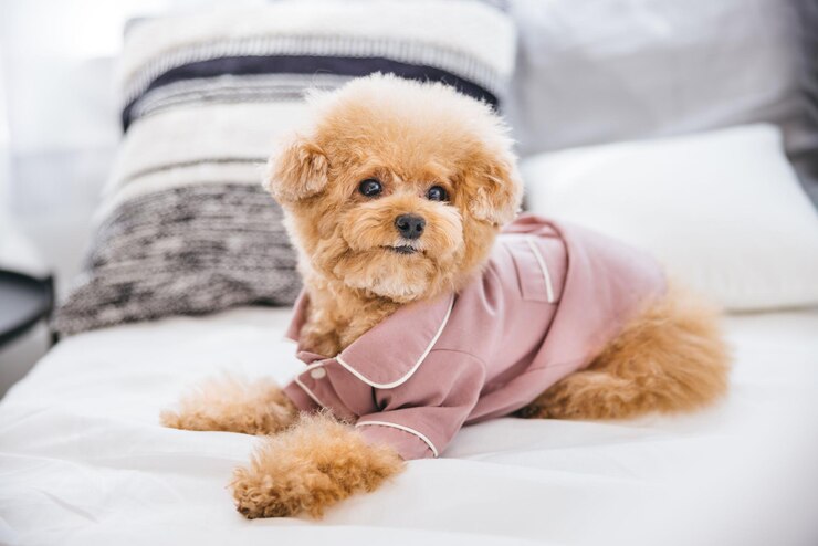 Photo ピンクのシャツを着てベッドに横たわっているかわいい毛深いおもちゃのプードルのクローズアップ