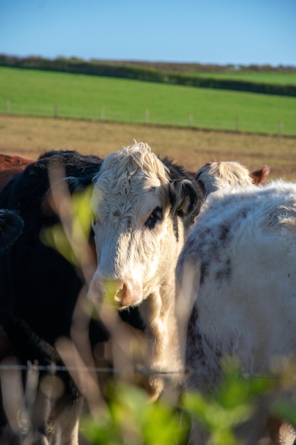 Primo piano di una mucca divertente sveglia in una mandria