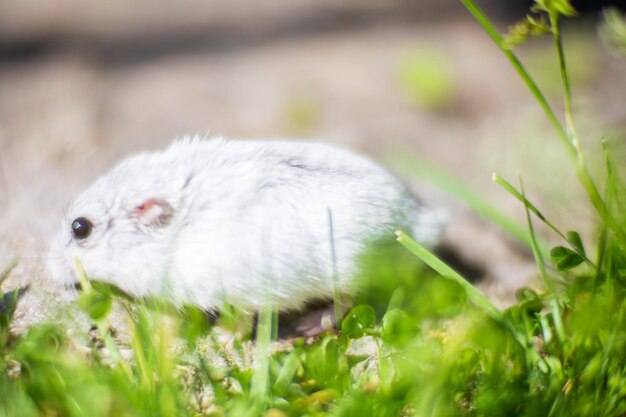 Closeup cute gray hamster sits on the grass domestic animal in nature animal on the green lawn the concept of pets strong blurred background