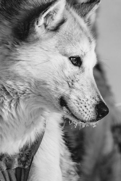 Primo piano di un simpatico cane da slitta della groenlandia