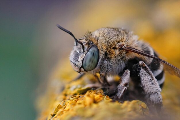 Closeup of a cute and hairy blue banded bee, Amegilla albigena sitting on a twig with yellow lichen