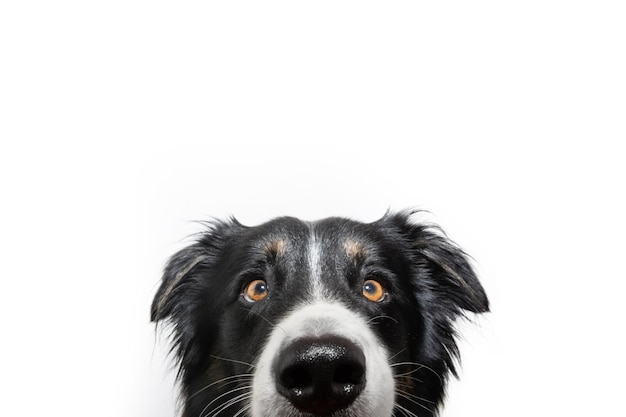 Foto primo piano carino e nascondi il cane border collie che guarda l'obbiettivo che spunta fuori isolato su sfondo bianco