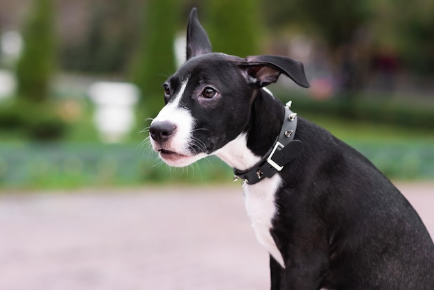 スパイク首輪を身に着けているかわいい子犬のクローズ アップ犬と一緒に公園を散歩顔を作る犬のミックス スタッフォードシャー テリアとピット ・ ブル ・ テリア