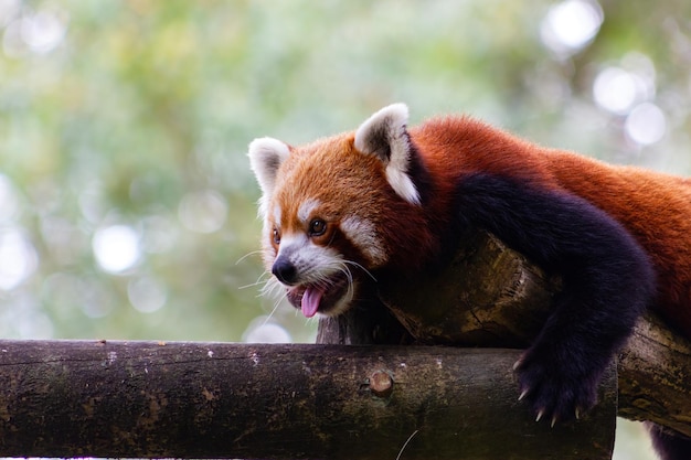 Closeup of a cute red or lesser panda on a log Ailurus fulgens