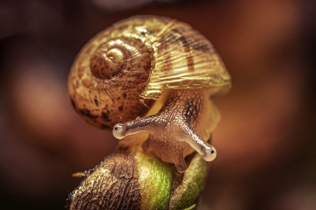 Closeup of a cute snail on a red background