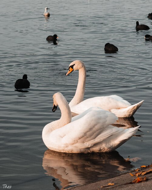 Closeup of cute swans and ducks in the lake