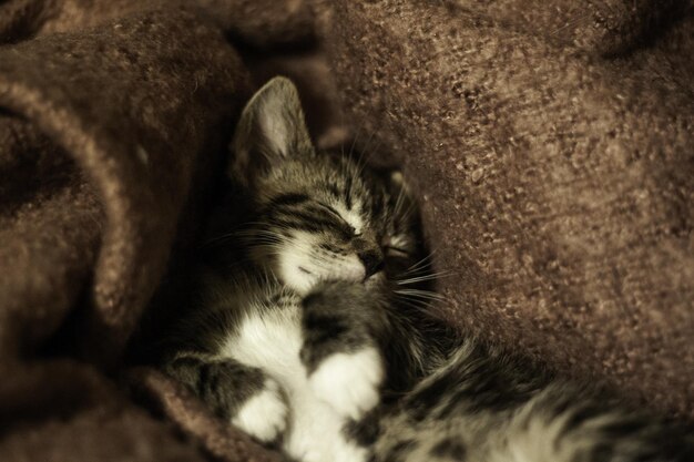 Closeup of a cute tabby kitten sleeping comfortably on a couch