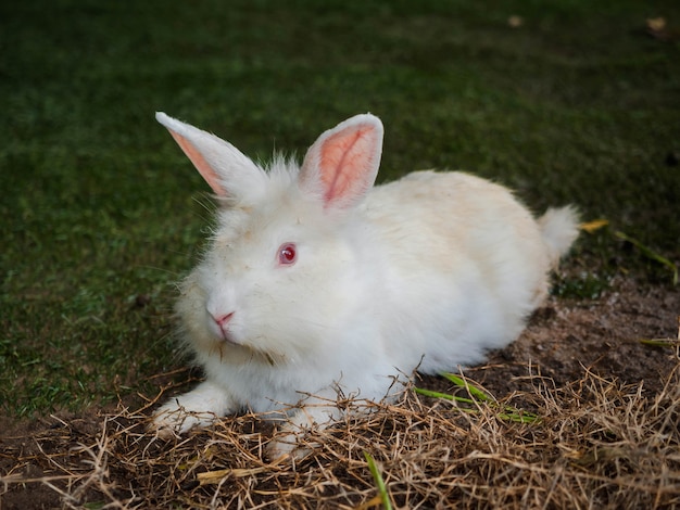 Il coniglio bianco stracciato sveglio del primo piano bagnato con gli occhi rossi si siede sull'erba verde archiviata, piccolo coniglietto, animale domestico amichevole