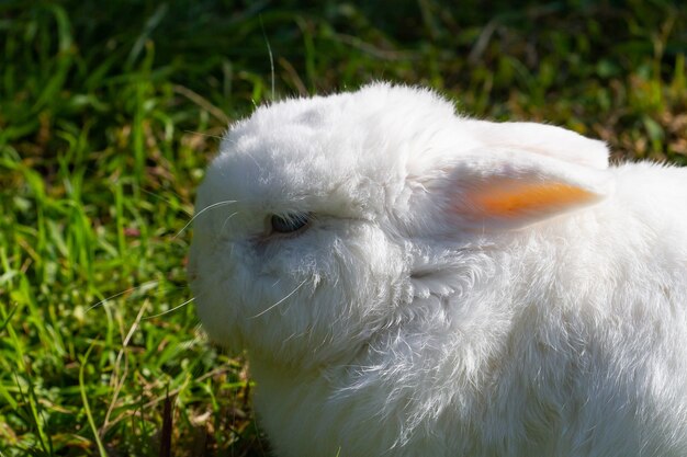 晴れた日に草の横にあるフィールドでかわいい白い小さなウサギのクローズアップ