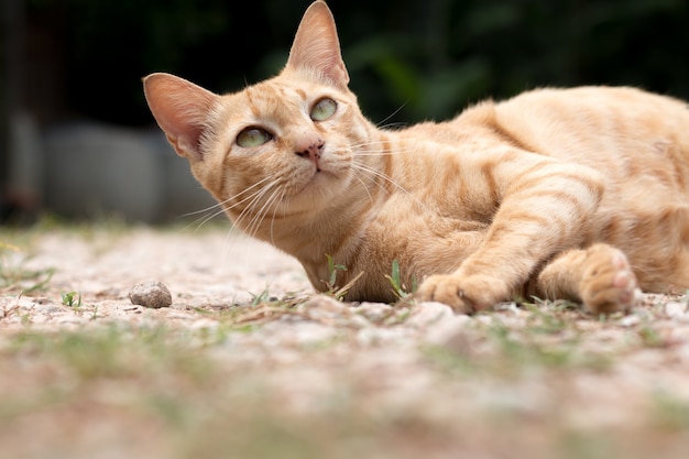 かわいい黄色の猫のクローズアップは床にとどまる。