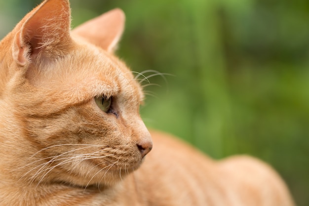 closeup of cute yellow cat stay on outdoor