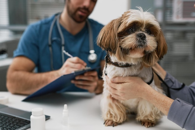 Photo closeup of cute yorkshire terrier sitting on table by female owner