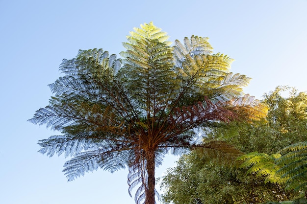 Cyathea borbonica のクローズ アップ