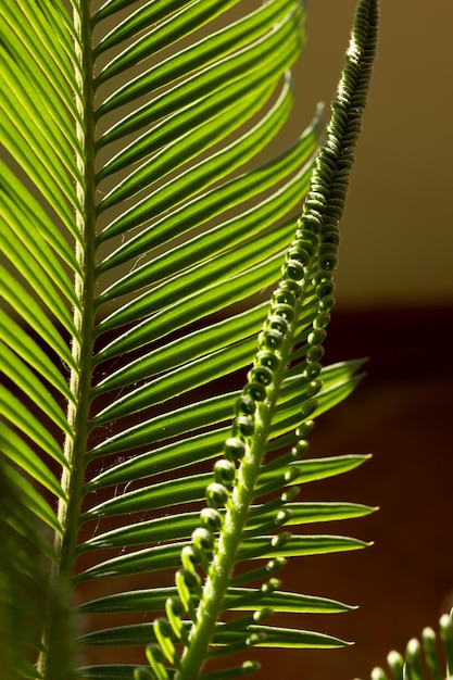 Closeup of cycad leaves in the background