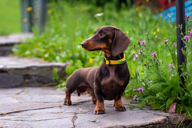 Closeup dachshund dog portrait on green background