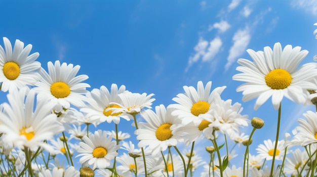 Closeup of daisies from below