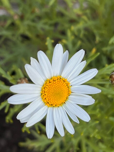 Closeup of daisies in the garden