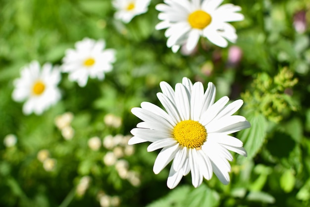 ぼやけた背景にデイジーのクローズ アップ 花壇のデイジーの花 植物園