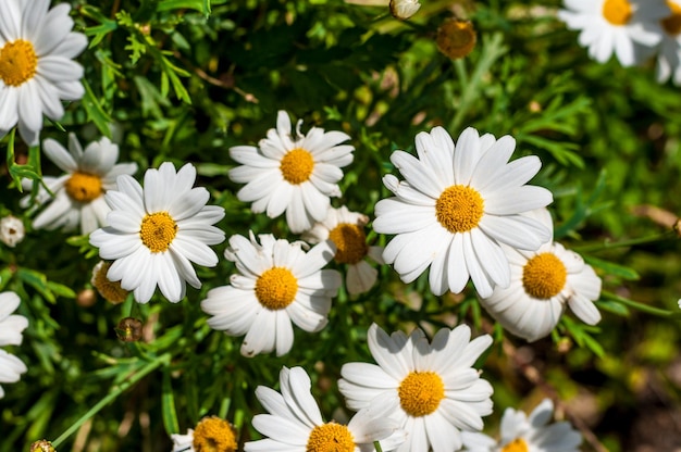 春のデイジーの花のクローズアップ