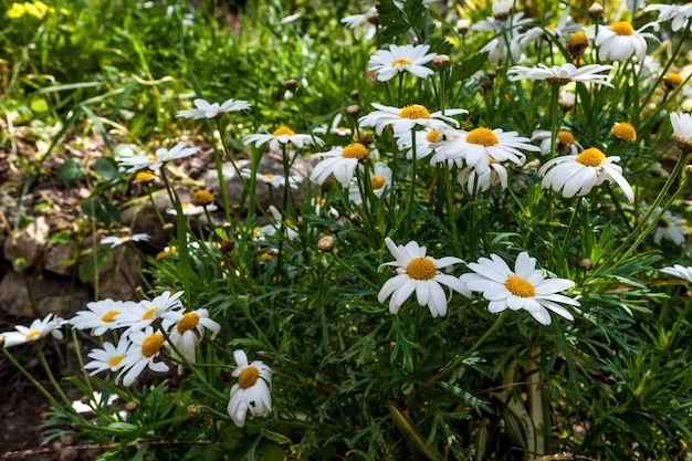 春のデイジーの花のクローズアップ