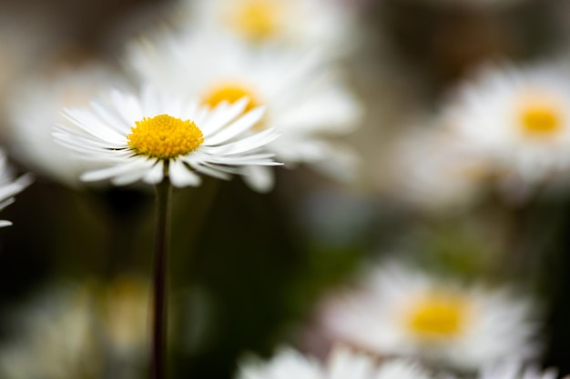 Closeup of a daisy ion a spring day