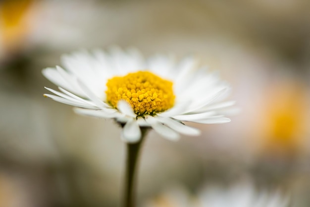 Closeup of a daisy ion a spring day