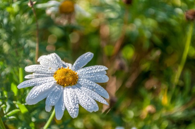 Closeup of daisy in spring