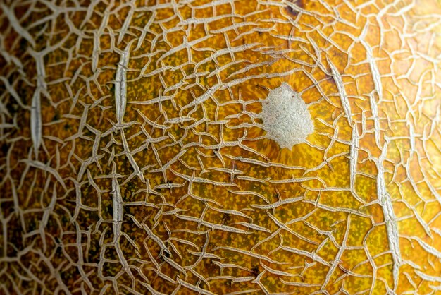 Foto primo piano di una buccia danneggiata su un melone arancione un melone morbido maturo di colore arancione