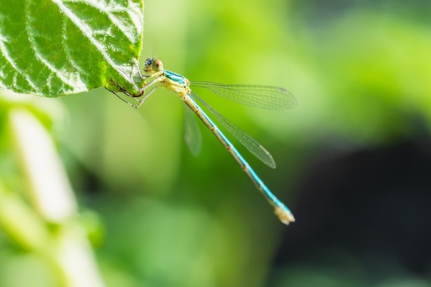 Closeup of damselfly Lestes sponsax9