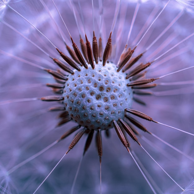 Closeup of dandelion flower plant in springtime