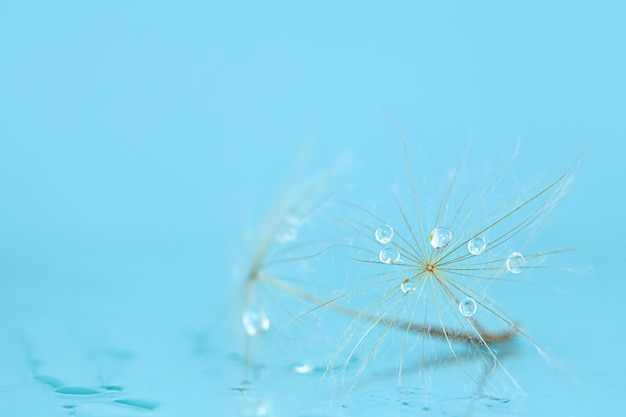 Closeup of dandelion goatsbeard with water drops against blue background Soft focus shallow DOF