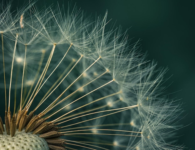 Closeup of a dandelion under the lights with a blurry background
