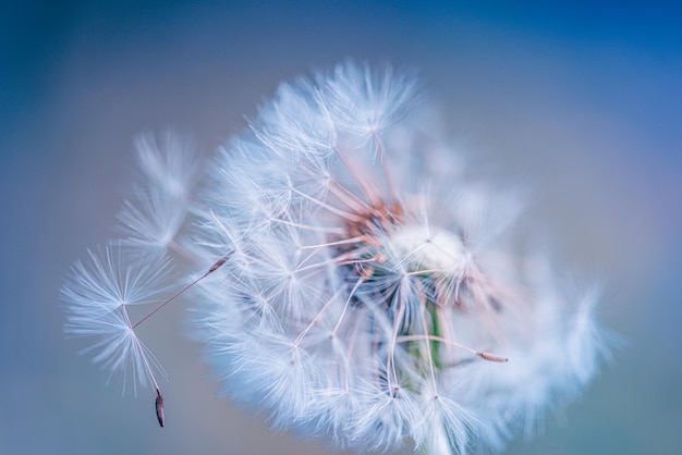 Closeup of dandelion on natural background, artistic nature closeup. Spring summer background. Dream