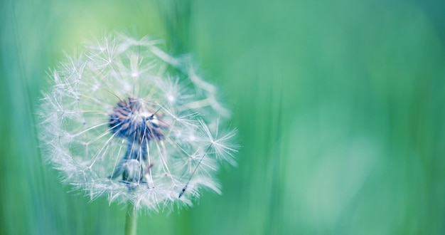 クローズアップタンポポ自然背景自然の季節植物の花の詳細抽象的な柔らかい青いトーン