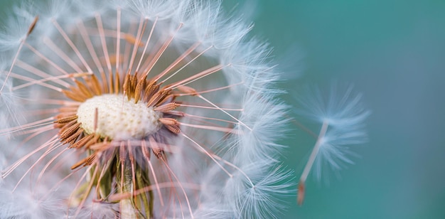 Closeup of dandelion on natural light banner, artistic nature closeup. Spring summer background