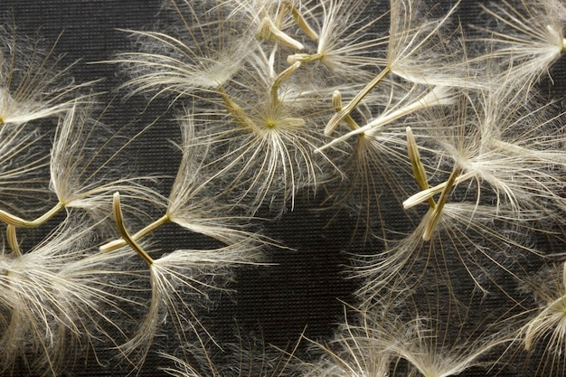 Closeup dandelion seeds on black background