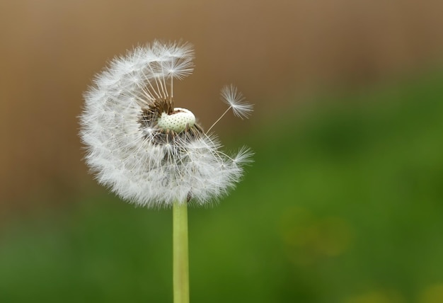 Closeup of Dandelion seeds outdoor at sunset