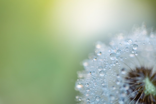 Closeup of dandelion water drops background, artistic nature closeup. Spring autumn background