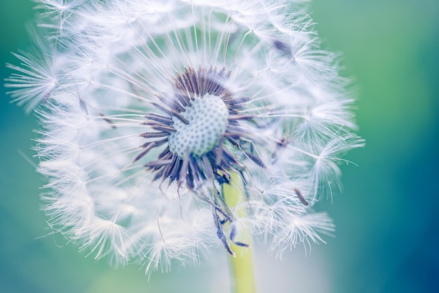 Closeup of dandelion with blurred background, artistic nature closeup. Spring summer meadow field