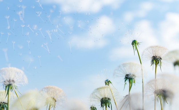 closeup of dandelions dropping seeds