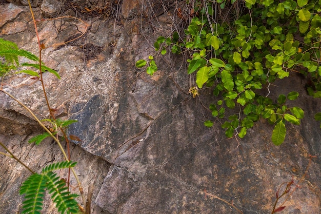 Closeup of dark aged shabby cliff cracks with plant roots and leaves Gray stone rock texture of mountains Concept of geology and mountaineering