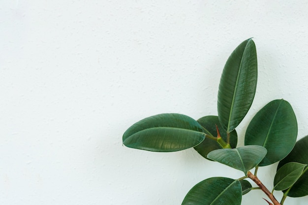 Primo piano verde scuro foglie fico pianta ficus specie l'albero della foresta pluviale tropicale con spazio di copia