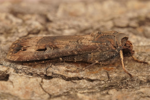 Closeup of the Dark sword-grass , Agrotis ipsilon, on a peice of wood