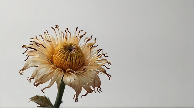 Photo closeup of dead flower against white background