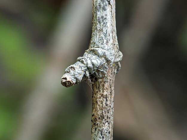 Closeup of a decayed tree branch