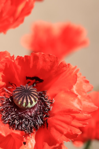 Photo closeup on a decorative red poppy flower petals and stamens spring flower
