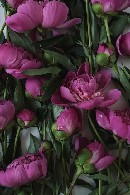 Closeup of delicate elegant pink peony flowers