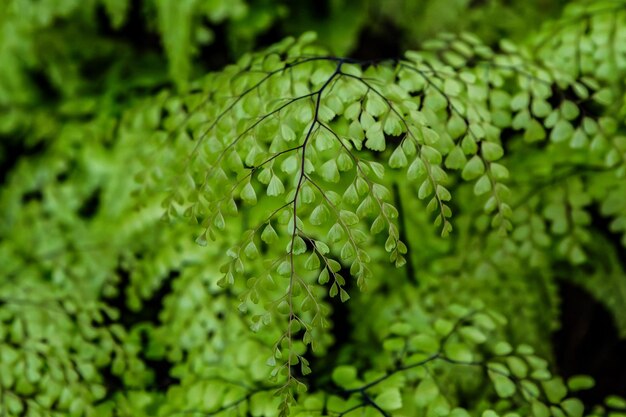 Closeup of the delicate leaves of the green fern adiantum venustum or maidenhair high quality photo